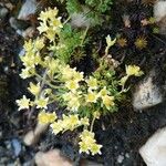 Saxifraga exarata Hábito