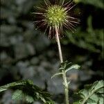 Acaena ovalifolia Fruit