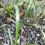 Allium sativum List