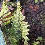 Polystichum polyblepharum Hoja