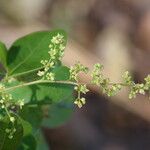 Searsia longipes Flower