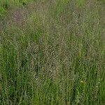 Poa pratensis Dalc'h