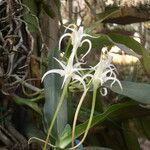 Cyrtorchis chailluana Flower