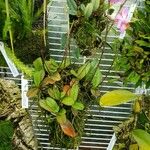 Phalaenopsis pulcherrima 整株植物