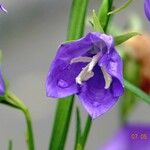 Campanula rhomboidalis 花