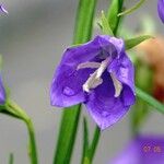 Campanula rhomboidalis Flower