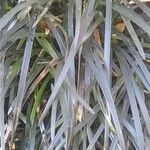 Ophiopogon planiscapus Blatt
