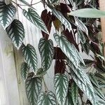 Cissus javana Folha