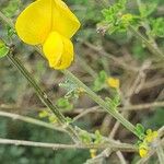 Cytisus arboreus പുഷ്പം