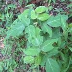 Desmodium intortum Blatt