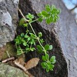 Galium verrucosum Hábito