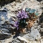 Physoplexis comosa 花