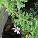 Pelargonium citronellum Blad