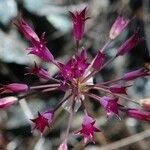Allium peninsulare പുഷ്പം