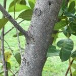 Syzygium guineense Casca