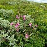 Silene dioicaFlower