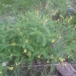 Astragalus penduliflorus Flor