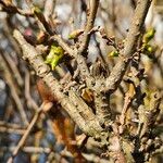 Forsythia intermedia Lubje