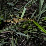 Scleria gaertneri Habit