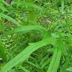 Cirsium discolor Leaf