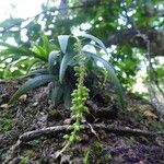 Oberonia disticha Meyve
