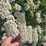 Spiraea nipponica Flower