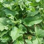 Chenopodium bonus-henricus Leaf