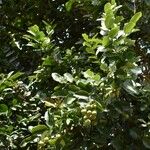 Diospyros tessellaria Hábito