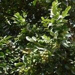 Diospyros tessellaria Συνήθη χαρακτηριστικά