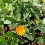 Calendula stellata Flower