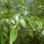 Pterocarpus lucens Leaf