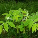 Juglans mandshurica पत्ता