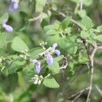 Salvia ballotiflora आदत