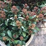 Skimmia japonicaFlor