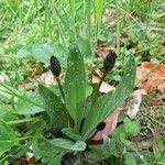 Plantago atrataDeilen