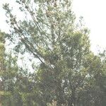 Pinus attenuata Агульны выгляд