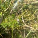 Stenaria nigricans Feuille