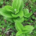 Veratrum albumഇല