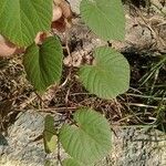 Vitis tiliifolia Leaf