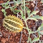 Cucumis ficifolius Levél