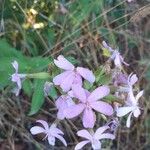 Saponaria officinalis 花