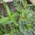 Asclepias incarnata Blad