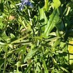 Cichorium endivia Leaf