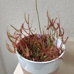 Drosera binata Frunză