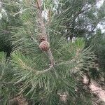 Pinus halepensis Fleur