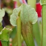 Sarracenia flava Folha