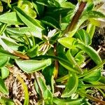 Phyteuma globulariifolium 葉
