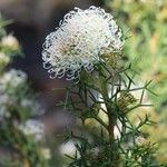 Grevillea teretifolia