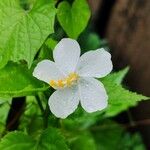 Hibiscus radiatus Bloem