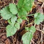 Rubus ursinus 葉